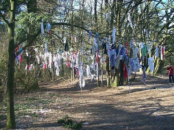 Bestand:Koortsboom.jpg